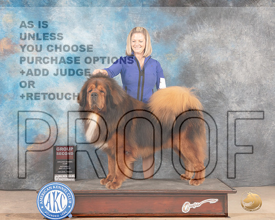 Tibetan Mastiff #5 Sat G2 Judge Peggy McIlwaine-MMJ_4217-Abilene2022-HR3
