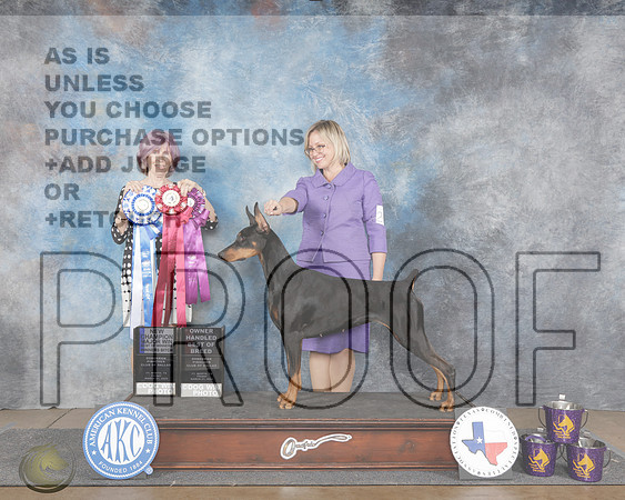 Doberman Pinscher #26 Fri WB BOW OHBOB M Judge Linda KrukarDoberman Pinscher #26 Fri WB BOW OHBOB M Judge Linda Krukar_WP_8966e-FWKC Specialties 2025-HR3