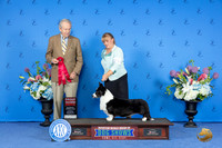 Cardigan Welsh Corgi #21 SAT G2 Judge James Moses
