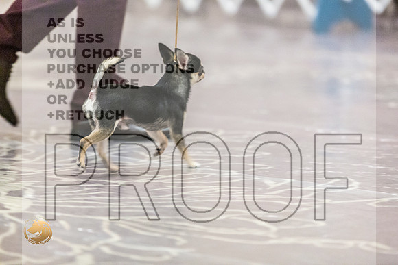 Chihuahua Smooth Coat #11 Fri2JJL_4035_HstnTOY_2022_HR3