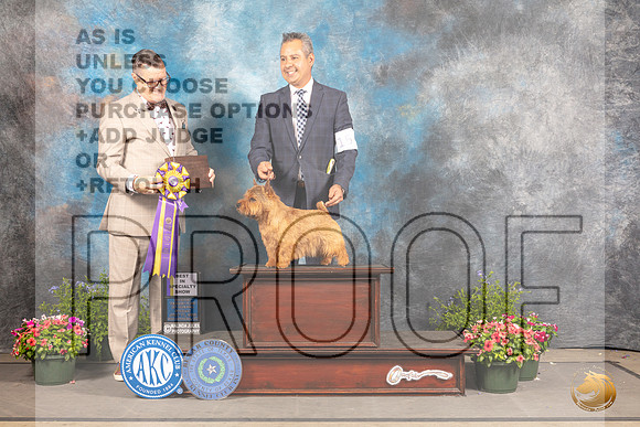 Norwich Terrier #15 Fri BISS  Judge Darryl Vice_MJ_0050_SA_2022_HR3