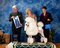 Poodle Standard #20 Sat G1 +A2