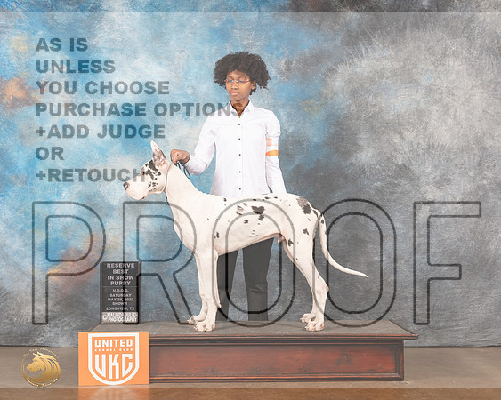 Great Dane #162 Sat1 PRBIS Judge Monique LaPeirreMMJ_5758_Lngvw2022HR3