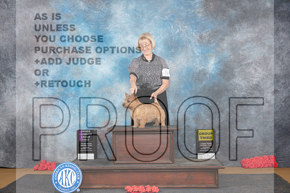 Norwich Terrier #6 Sat OHG1 Judge Helenn Tomb-Taylor G3 Judge Pat Trotter__JP_0271_Sulphur Springs_2024_HR3