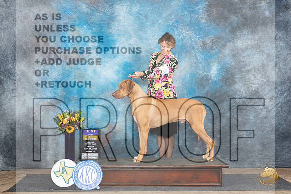 Rhodesian Ridgeback #5 Fri BOB Judge Rick Gschwender__JP_9302_Abilene_2024_HR3