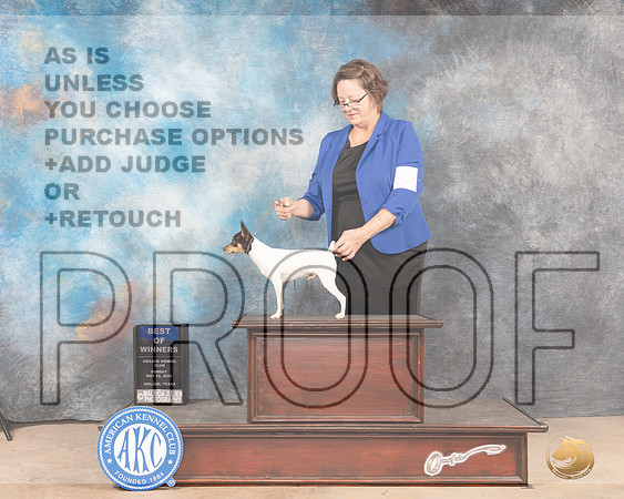Toy Fox Terrier #5 Sun BOW Judge Gloria Kerr-MMJ_4509-Abilene2022-HR3