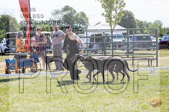 Greyhounds #104 #105 Brace Wed_JJL_1779_Premier_2024_HR3