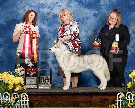 _ST_4134-AddisonHuskyMar2015-HR3