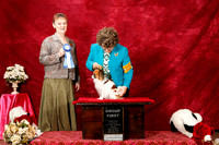 Papillon Sun S2 G1 Pat Pat Welzenbach  Judge Glenda Bruneau
