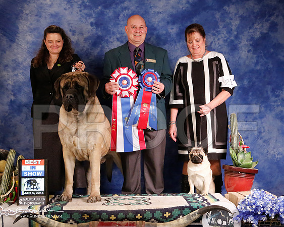 Mastiff-5729-GRJan14-HR