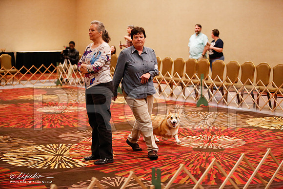 _JJ_8076-HstnCorgiFeb2015-HR3