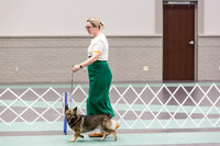 Swedish Vallhund Sat Rings