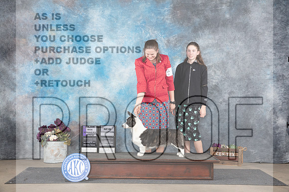 Cardigan Welsh Corgi #14 Sat WBMCH Judge Del Richards__JP_7126_Belton_2024_HR3