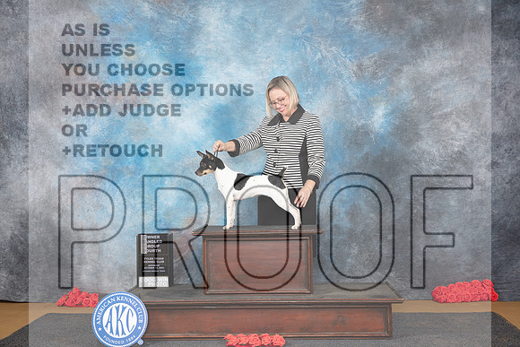 Rat Terrier #8 Sat OHG4 Judge Helen Tomb-Taylor__JP_0318_Sulphur Springs_2024_HR3