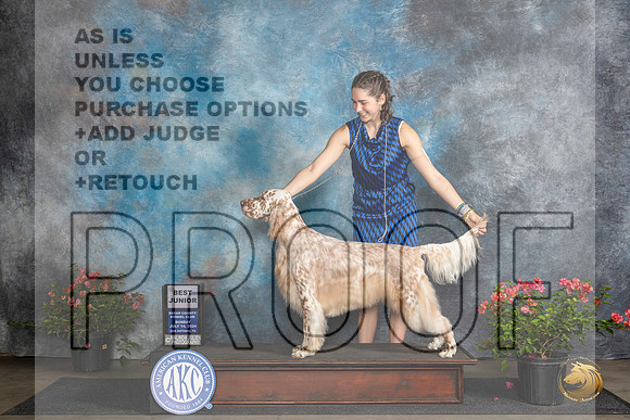 English Setter #J600 Sun BJr Judge Karen McFarlane__JP_5792_San Antonio_2024_HR3