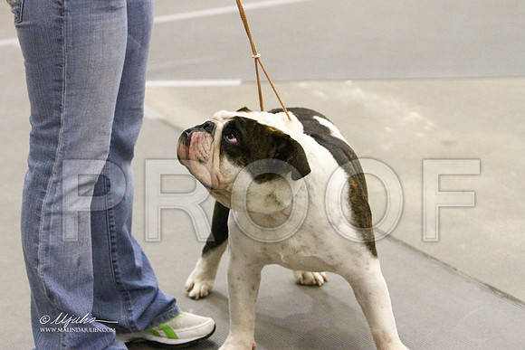 Bulldog-1643LR