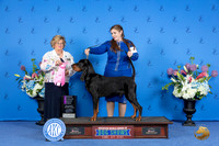 Black and Tan Coonhound #5 SUN OHG1 Judge Prudence Hlatky