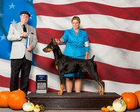Doberman Pinschers #9 Sat BOW Kamine Denise Chelsea Kamine Judge Mr R C Williams