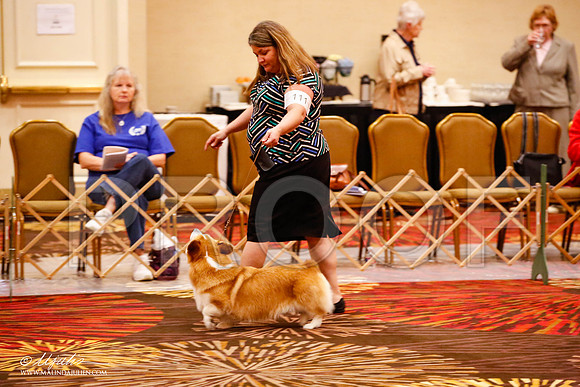 _JJ_8981-HstnCorgiFeb2015-HR3