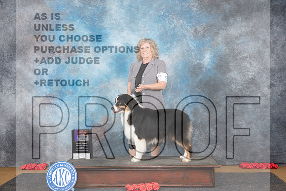 Australian Shepherd #5 Sun WDBOW Judge Anne Catterson__JP_0729_Sulphur Springs_2024_HR3