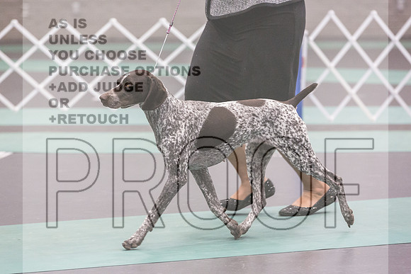 German Shorthaired Pointer Rings Sat_JJL_8856_UKCLNGVIEWOCT2024_2024_HR3