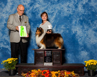 Shetland Sheepdogs #5 Sun OH G2 Ruddock Campbell Masae Judge Mr Gary L Andersen