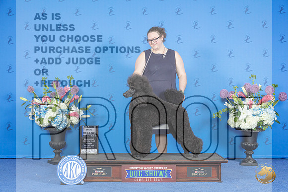 Poodle Standard #36 SUN WB BOW M Judge Douglas Johnson__JP_0790_Houston_2024_HR3