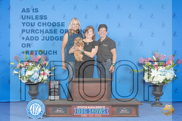 Norfolk Terrier #16 FRI WB BOS NC Judge Joao Machado__JP_9267_Houston_2024_HR3