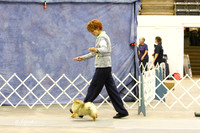 Pomeranian Abilene May 2012