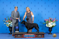 Labrador Retriever #30 FRI WB BOW Judge Douglas Johnson