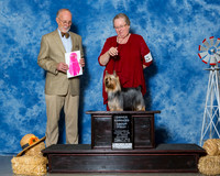 Silky Terriers #5 OH G1 Hart Linda Nancy ORourke Jan Bunting M Brown Judge Mr Ronald V Horn