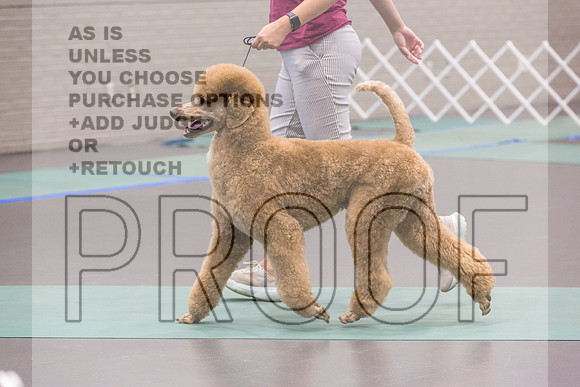 Poodle Std MC Ring Sat_JJL_8679_UKCLNGVIEWOCT2024_2024_HR3