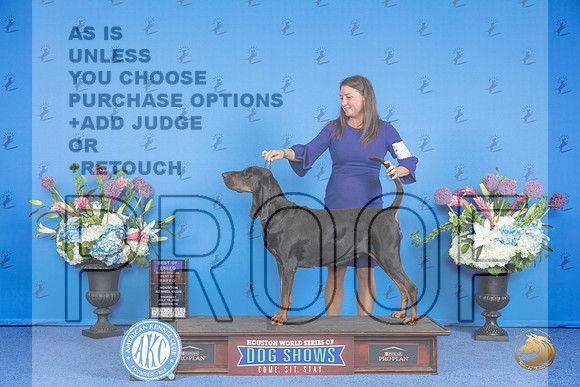 Black and Tan Coonhound #8 THUR BOB BOBOH Judge Debbie Freeman__JP_8532_Houston_2024_HR3