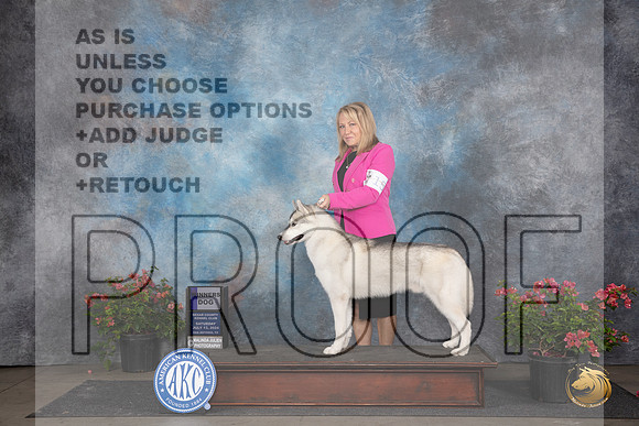Siberian Husky #15 Fri WD Judge Wendy G Willhauck __JP_5306_San Antonio_2024_HR3