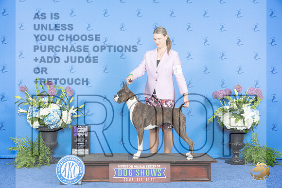 Boxer #14 THUR WB M Judge Annella Cooper__JP_7995_Houston_2024_HR3