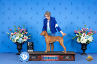 Vizsla #16 SUN OHG4 Judge Jon Cole