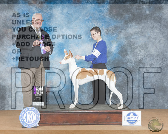 Ibizan Hound #12 Fri WB M Judge David KirklandIbizan Hound #12 Fri WB M Judge David Kirkland_WP_8017e-NRKC2025-HR3