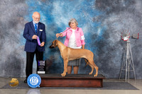Rhodesian Ridgeback #16 Thurs WB  Judge Gary Andersen