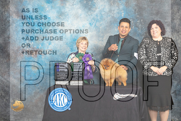 Pomeranian #11 WDMBBX Judge Sharon Masnick_MJ_9771_HstnTOY_2022_HR3