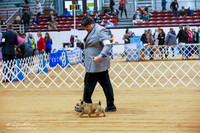 Norwich Terriers Sat Ring