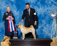 Chinese Shar-Pei #6 Fri BIS Mauk Jeff Susanna Bjornsson S Demirjiar Beazly Agent Clint Livingston Judge Mrs Carolyn A Herbel