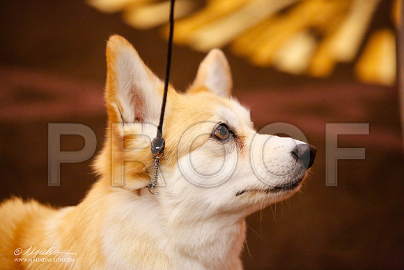 _JJ_0819-HstnCorgiFeb2015-HR3