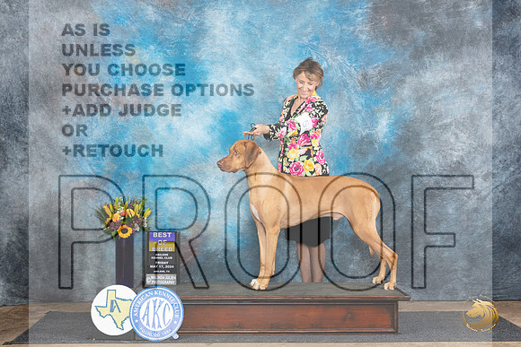 Rhodesian Ridgeback #5 Fri BOB Judge Rick Gschwender__JP_9300_Abilene_2024_HR3