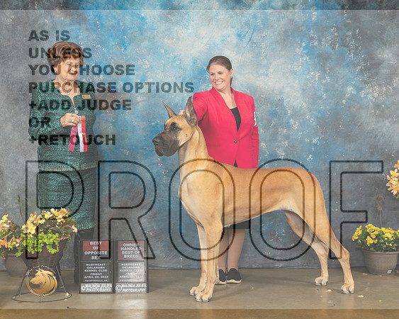 Great Dane #16 Fri BOSBOBOH Judge Carol Jean Nelson-MMJ_9390-NWARK2022-HR3