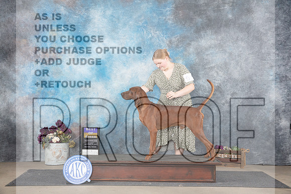 Redbone Coonhound #5 Sat BOB Judge Eric Liebes__JP_7034_Belton_2024_HR3