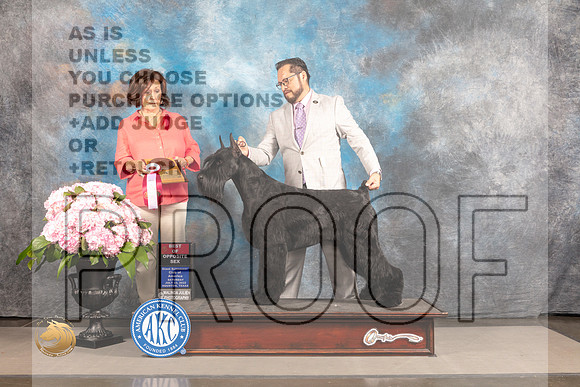 Schnauzer Giant #9 SAT BOP Judge Judi Boston_MJ_6749_Houston_2022_HR3