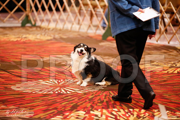 _JJ_8029-HstnCorgiFeb2015-HR3