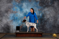German Shorthaired Pointer See Note