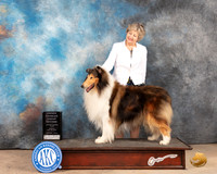 Collie Rough #7 Sun OHG2 Judge Pat Trotter