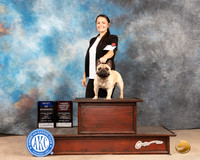 French Bulldog #5 Fri BOBOHBOB Judge Thomson Stanfield Jr
